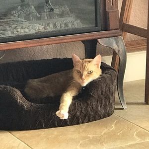 Meet your Posher, Evelyn